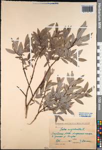 Salix myrsinites L., Siberia, Yakutia (S5) (Russia)