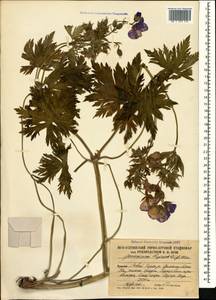 Geranium ruprechtii (Woronow) Grossh., Caucasus, South Ossetia (K4b) (South Ossetia)