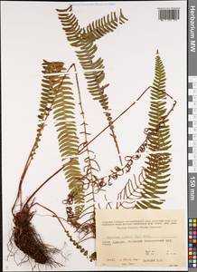 Struthiopteris spicant (L.) F.G.Weiss, Caucasus, Georgia (K4) (Georgia)