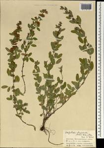 Lespedeza davurica (Laxm.)Schindl., Mongolia (MONG) (Mongolia)