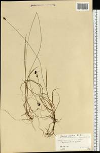 Carex norvegica Retz. , nom. cons., Eastern Europe, Northern region (E1) (Russia)