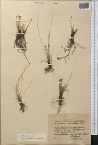 Trichophorum pumilum (Vahl) Schinz & Thell., Middle Asia, Northern & Central Kazakhstan (M10) (Kazakhstan)