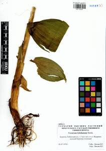 Veratrum lobelianum Bernh., Siberia, Baikal & Transbaikal region (S4) (Russia)