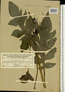 Cirsium oleraceum (L.) Scop., Eastern Europe, Volga-Kama region (E7) (Russia)