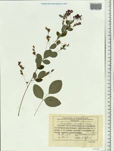 Lespedeza bicolor Turcz., Siberia, Russian Far East (S6) (Russia)