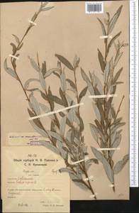 Salix rosmarinifolia L., Middle Asia, Northern & Central Kazakhstan (M10) (Kazakhstan)