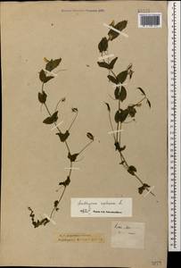 Lathyrus aphaca L., Caucasus, Krasnodar Krai & Adygea (K1a) (Russia)