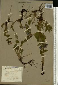 Pulmonaria obscura Dumort., Eastern Europe, North Ukrainian region (E11) (Ukraine)