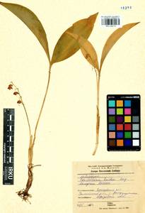 Convallaria majalis L., Siberia, Baikal & Transbaikal region (S4) (Russia)