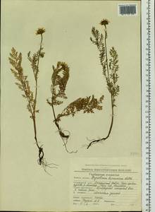 Tanacetum bipinnatum (L.) Sch. Bip., Siberia, Chukotka & Kamchatka (S7) (Russia)