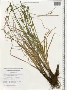 Carex flava L., Eastern Europe, Northern region (E1) (Russia)