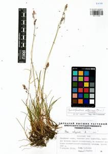 Paracolpodium altaicum (Trin.) Tzvelev, Siberia, Baikal & Transbaikal region (S4) (Russia)