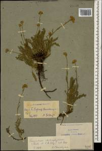 Tanacetum aureum (Lam.) Greuter, M. V. Agab. & Wagenitz, Caucasus, Armenia (K5) (Armenia)