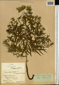 Euphorbia uralensis Fisch. ex Link, Eastern Europe, Moscow region (E4a) (Russia)