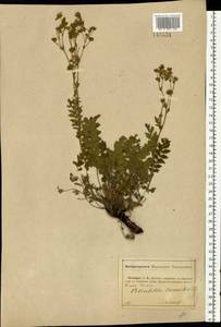 Potentilla pimpinelloides L., Eastern Europe, Central forest-and-steppe region (E6) (Russia)