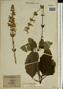 Salvia austriaca Jacq., Eastern Europe, South Ukrainian region (E12) (Ukraine)