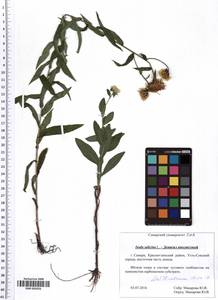 SMR002026, Pentanema salicinum (L.) D. Gut. Larr., Santos-Vicente, Anderb., E. Rico & M. M. Mart. Ort., Eastern Europe, Middle Volga region (E8) (Russia)