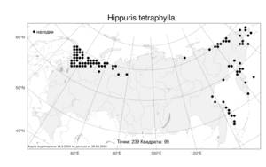 Hippuris tetraphylla L. fil., Atlas of the Russian Flora (FLORUS) (Russia)