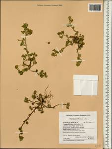 Malva parviflora L., South Asia, South Asia (Asia outside ex-Soviet states and Mongolia) (ASIA) (Cyprus)