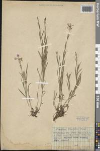 Dianthus chinensis L., Siberia, Baikal & Transbaikal region (S4) (Russia)