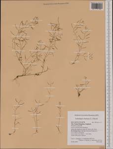 Arabidopsis thaliana (L.) Heynh., Western Europe (EUR) (United Kingdom)