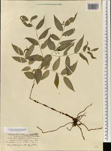 Disporum cantoniense (Lour.) Merr., South Asia, South Asia (Asia outside ex-Soviet states and Mongolia) (ASIA) (China)