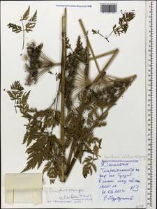 Selinum alatum (M. Bieb.) Hand, Caucasus, Dagestan (K2) (Russia)