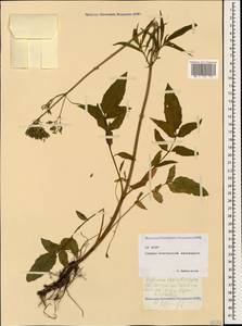 Valeriana sisymbriifolia Vahl, Caucasus, North Ossetia, Ingushetia & Chechnya (K1c) (Russia)