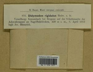 Didymodon rigidulus Hedw., Bryophytes, Bryophytes - Western Europe (BEu) (Austria)