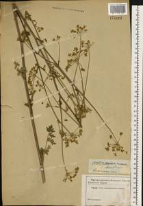 Xanthoselinum alsaticum (L.) Schur, Eastern Europe, Central forest-and-steppe region (E6) (Russia)