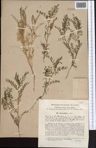 Vicia ervilia (L.)Willd., Middle Asia, Western Tian Shan & Karatau (M3) (Kazakhstan)