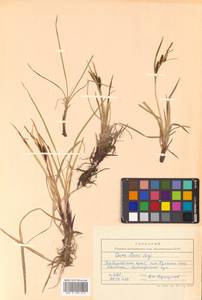 Carex aquatilis var. minor Boott, Siberia, Russian Far East (S6) (Russia)