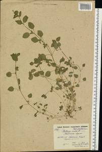 Stellaria media (L.) Vill., Eastern Europe, Moscow region (E4a) (Russia)