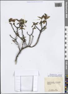 Rhododendron adamsii Rehder, Siberia, Baikal & Transbaikal region (S4) (Russia)