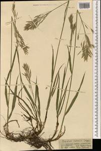 Bromus inermis Leyss., Mongolia (MONG) (Mongolia)