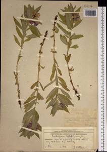 Chamaenerion latifolium (L.) Sweet, Siberia, Chukotka & Kamchatka (S7) (Russia)