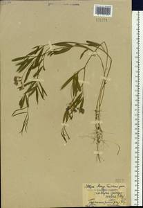 Lathyrus quinquenervius (Miq.)Litv., Siberia, Russian Far East (S6) (Russia)
