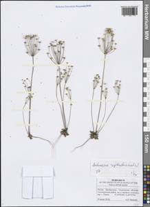 Androsace septentrionalis L., Eastern Europe, Middle Volga region (E8) (Russia)