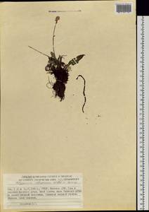 Bistorta elliptica (Willd. ex Spreng.) Kom., Siberia, Yakutia (S5) (Russia)