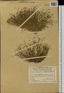 Sabulina verna subsp. verna, Siberia, Altai & Sayany Mountains (S2) (Russia)