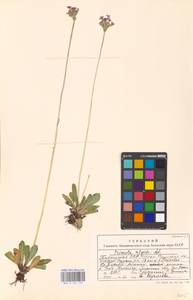 Primula algida Adams, Middle Asia, Middle Asia (no precise locality) (M0)