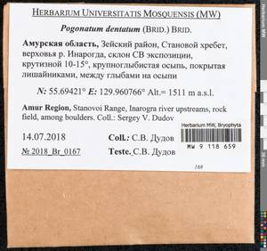 Pogonatum dentatum (Menzies ex Brid.) Brid., Bryophytes, Bryophytes - Russian Far East (excl. Chukotka & Kamchatka) (B20) (Russia)