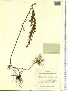 Artemisia rupestris L., Siberia, Western Siberia (S1) (Russia)
