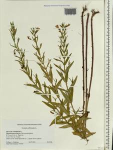 Gratiola officinalis L., Eastern Europe, Moscow region (E4a) (Russia)