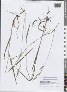Bromus pumpellianus Scribn., Siberia, Baikal & Transbaikal region (S4) (Russia)