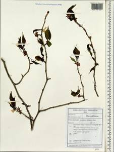 Prunus spachiana (Lavallée ex Ed. Otto) Kitam., South Asia, South Asia (Asia outside ex-Soviet states and Mongolia) (ASIA) (South Korea)