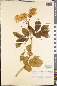 Sambucus nigra L., Eastern Europe, North Ukrainian region (E11) (Ukraine)