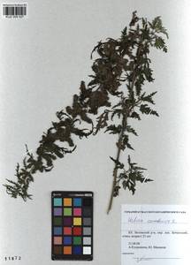 Urtica cannabina L., Siberia, Altai & Sayany Mountains (S2) (Russia)