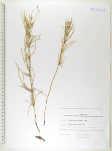 Equisetum arvense L., Siberia, Russian Far East (S6) (Russia)