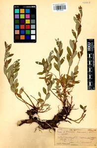 Salix myrtilloides L., Siberia, Baikal & Transbaikal region (S4) (Russia)